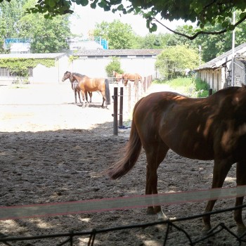 Pferde des Reitervereins Oranjehof am Fühlinger See © Landesblog NRW braucht das