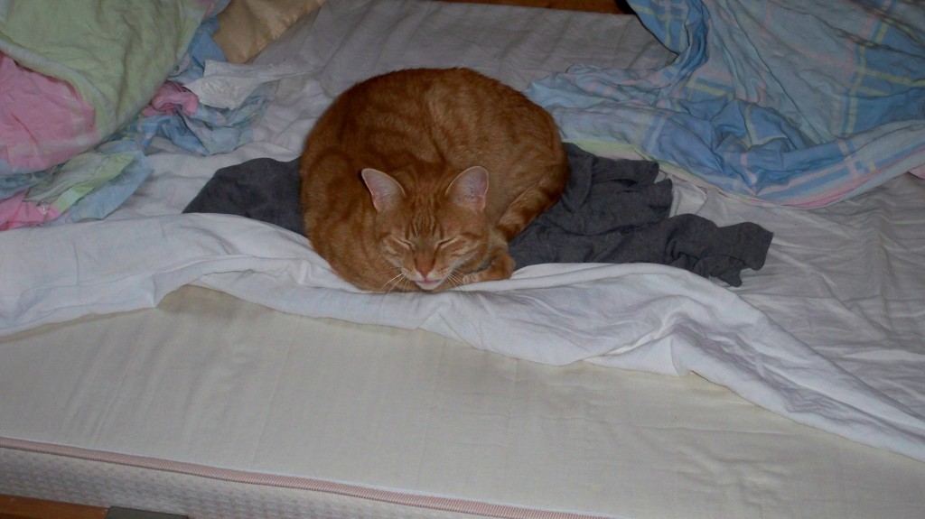Katze mag Baumwollhemd © landesblog-nrw-braucht-das.de