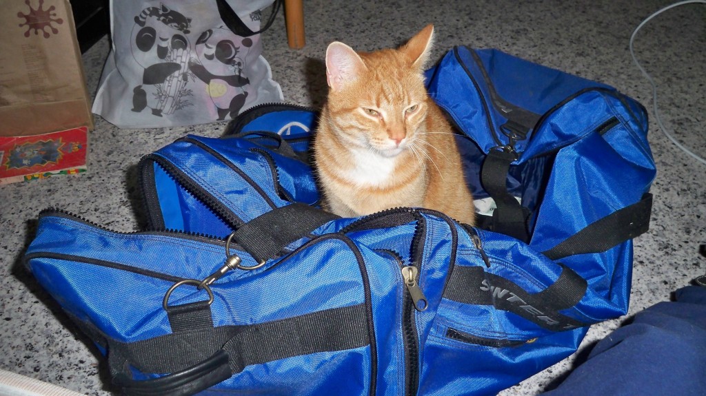 Katzen mögen Reisetaschen © landesblog-nrw-braucht-das.de