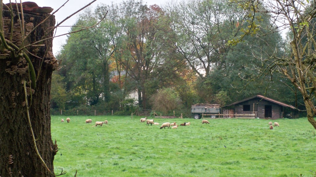 Schafe in Holweide © Landesblog NRW