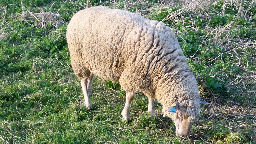 Schaf mit Erkennungsmarke am Ohr © Landesblog NRW