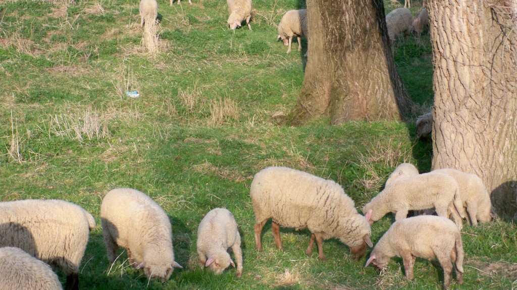 Schafe besprechen sich