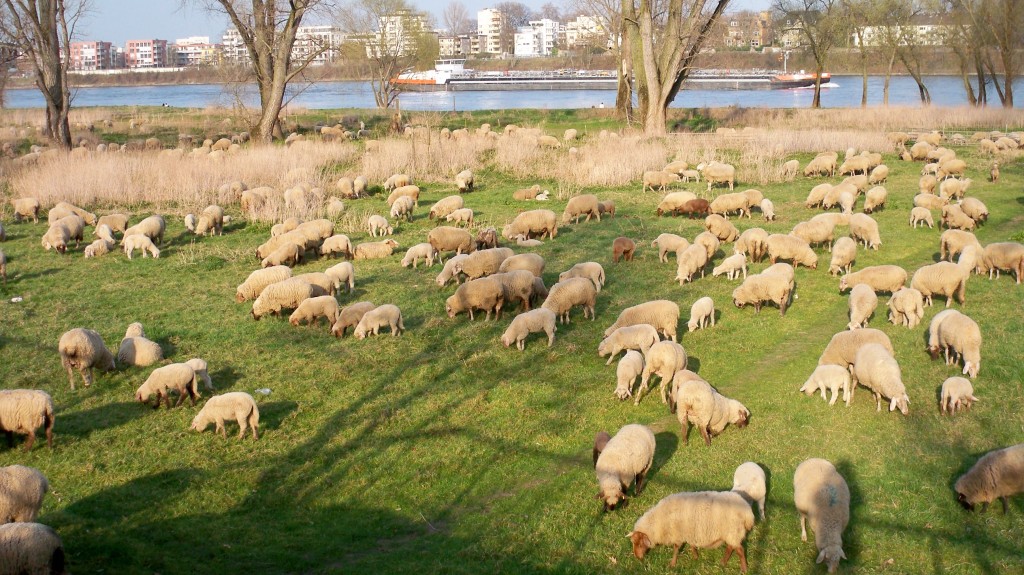 Schafe machen Mäh