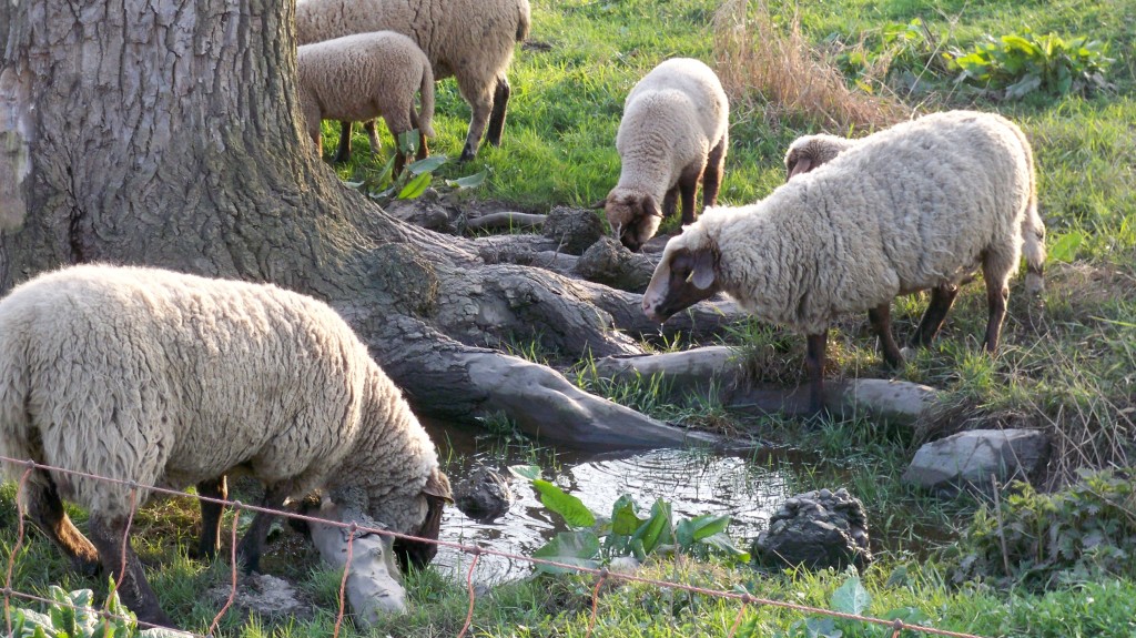 Schafe trinken auf der Weide